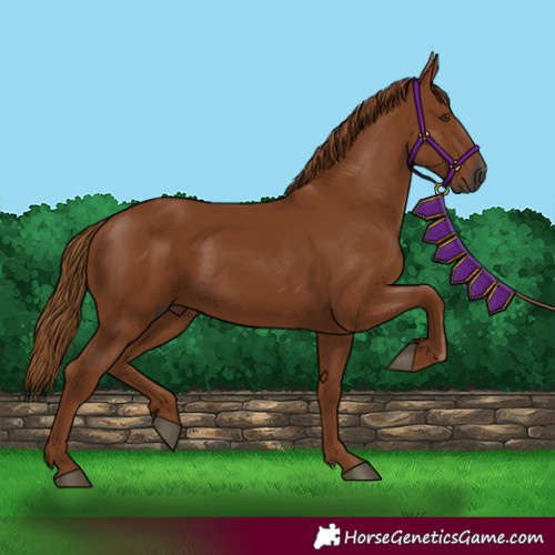 Horse Color:Gray Chestnut 