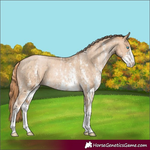 Horse Color:Chocolate Palomino Pearl Sabino Appaloosa Rabicano and Buckskin Pearl Sabino Appaloosa Rabicano