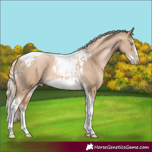 Horse Color:Chocolate Palomino Pearl Tobiano Frame  and Chocolate Palomino Pearl Splash Tobiano Frame 