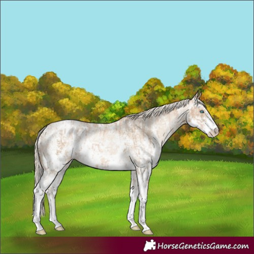Horse Color:Chocolate Palomino Pearl Sabino Appaloosa Rabicano and Chocolate Palomino Pearl Dun Sabino Appaloosa Rabicano