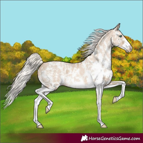 Horse Color:Chocolate Palomino Pearl Sabino Appaloosa Rabicano and Cremello Sabino Appaloosa Rabicano