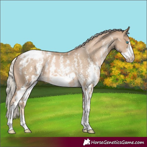 Horse Color:Chocolate Palomino Pearl Sabino Appaloosa Rabicano and Chocolate Palomino Pearl Sabino Frame Appaloosa Rabicano