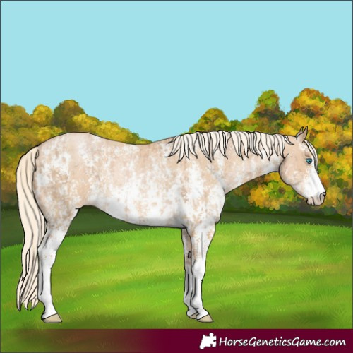 Horse Color:Chocolate Palomino Pearl Sabino Varnish Rabicano  and Palomino Pearl Sabino Varnish Rabicano 