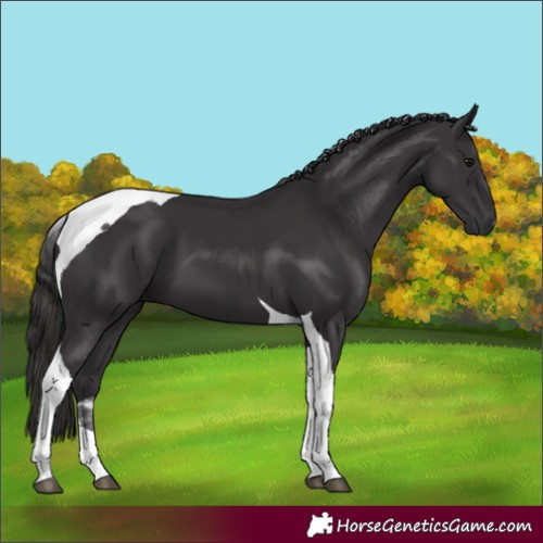 Horse Color:Smoky Black Tobiano 