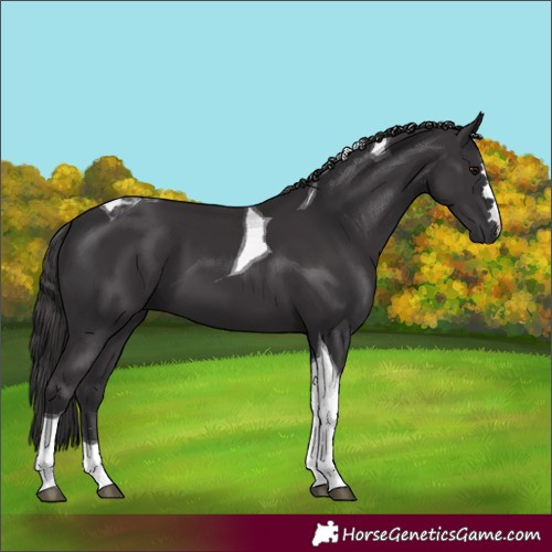 Horse Color:Smoky Black Tobiano 