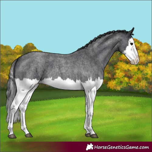 Horse Color:Blue Roan Splash