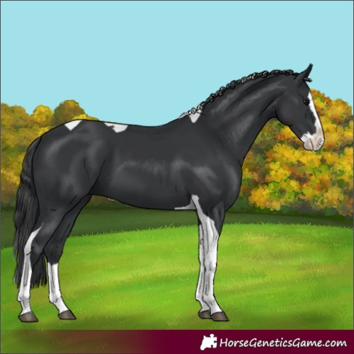 Horse Color:Black Splash Tobiano