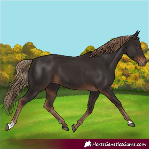 Horse Color:Liver Chestnut Rabicano 