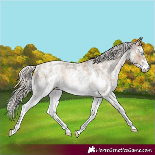 Horse Color:Chocolate Palomino Pearl Sabino Appaloosa Rabicano  and Chocolate Palomino Pearl Sabino Appaloosa Rabicano 