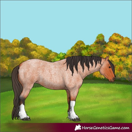 Horse Color:Unknown 