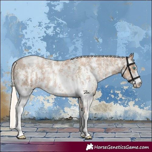 Horse Color:Chocolate Palomino Pearl Sabino Appaloosa Rabicano and Chocolate Palomino Pearl Sabino Appaloosa Rabicano