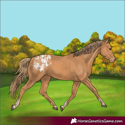Horse Color:Chestnut  and Chestnut Blanket 