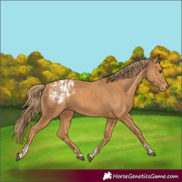 Horse Color:Chestnut and Chestnut Blanket