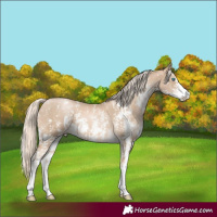 Horse Color:Chocolate Palomino Pearl Sabino Varnish Rabicano  and Chocolate Palomino Pearl Sabino Varnish Rabicano 