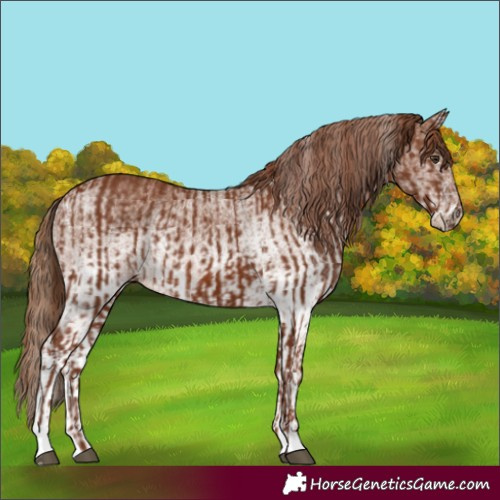 Horse Color:Chestnut  and White Spotted Chestnut 