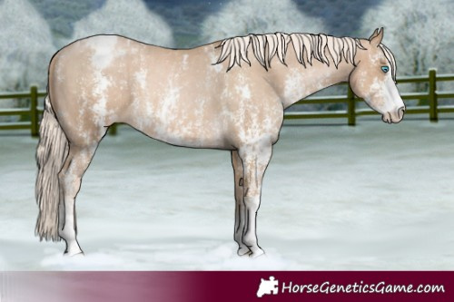 Horse Color:Chocolate Palomino Pearl Sabino Varnish Rabicano and Chocolate Palomino Pearl Sabino Varnish Rabicano