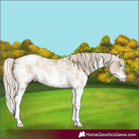 Horse Color:Buckskin Pearl Sabino Appaloosa Rabicano and Chocolate Palomino Pearl Sabino Appaloosa Rabicano