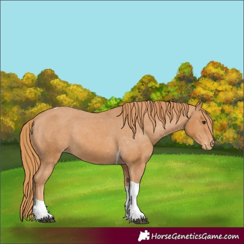 Horse Color:Chestnut Tobiano Appaloosa 