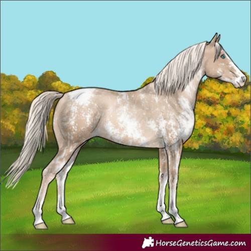 Horse Color:Chocolate Palomino Pearl Sabino Appaloosa Rabicano and Chocolate Palomino Pearl Sabino Appaloosa Rabicano