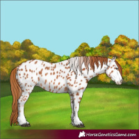 Horse Color:Chestnut Tobiano Appaloosa 