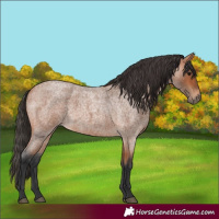 Horse Color:Bay Roan
