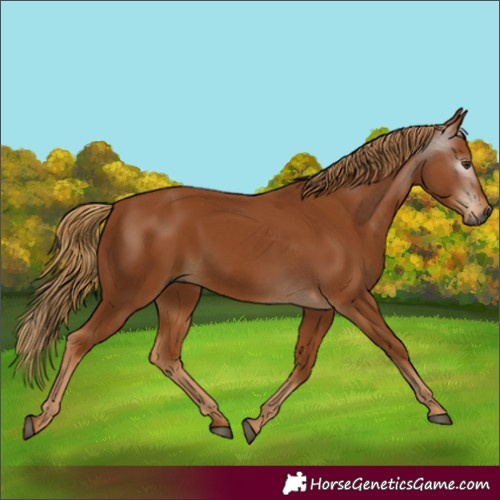 Horse Color:Gray Chestnut