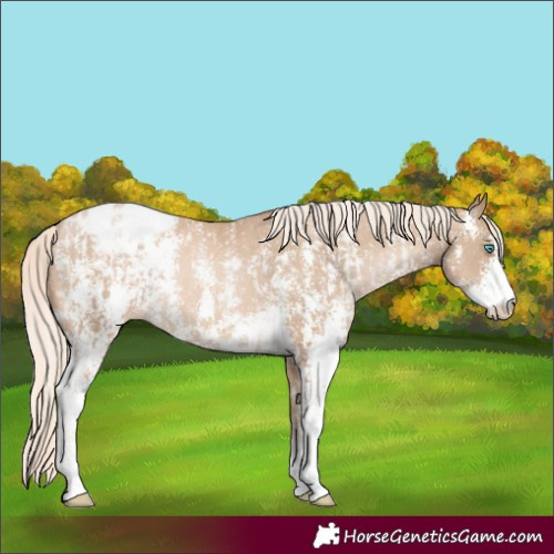 Horse Color:Chocolate Palomino Pearl Sabino Appaloosa Rabicano  and Chocolate Palomino Pearl Sabino Appaloosa Rabicano 