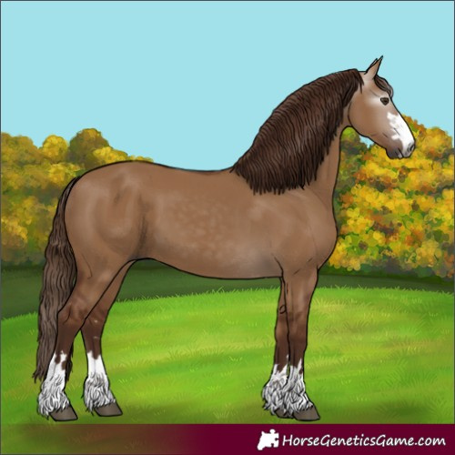 Horse Color:Gray Red Dun