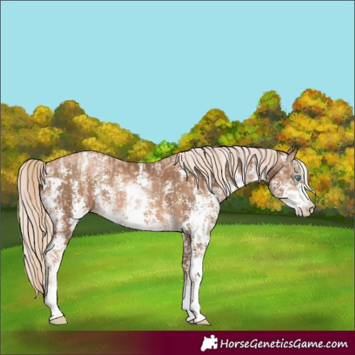 Horse Color:Chocolate Palomino Pearl Sabino Varnish Rabicano and Gray Chocolate Palomino Pearl Sabino Varnish Rabicano