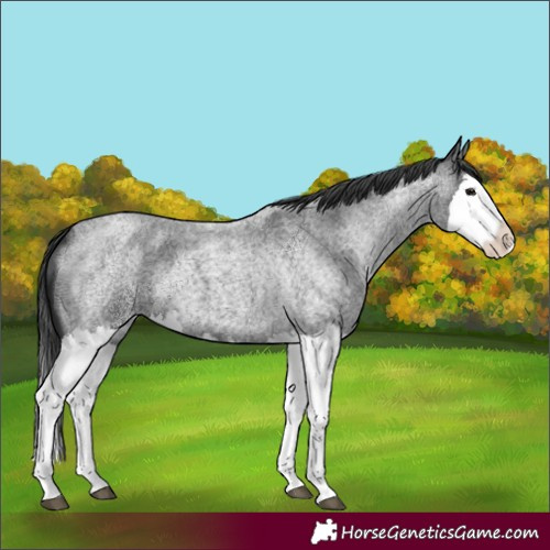 Horse Color:Unknown 