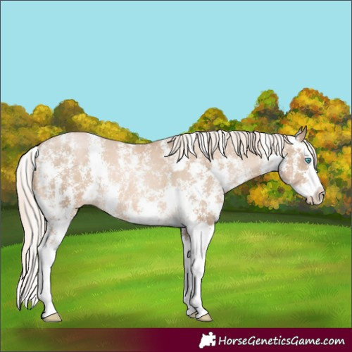 Horse Color:Chocolate Palomino Pearl Sabino Varnish Rabicano  and Chocolate Palomino Pearl Sabino Splash Varnish Rabicano 