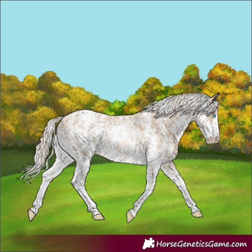 Horse Color:Chocolate Palomino Pearl Sabino Appaloosa Rabicano  and Chocolate Palomino Pearl Sabino Appaloosa Rabicano 
