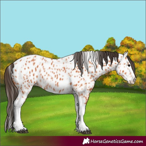 Horse Color:Bay Splash Tobiano Appaloosa  and Bay Splash Tobiano Appaloosa 