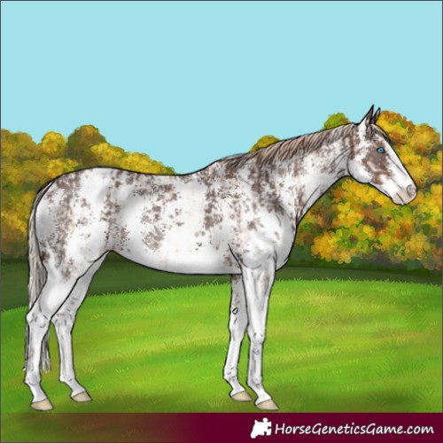 Horse Color:Chocolate Palomino Pearl Sabino Appaloosa Rabicano and Liver Chestnut Sabino Appaloosa Rabicano