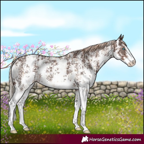 Horse Color:Chocolate Palomino Pearl Sabino Varnish Rabicano and Liver Chestnut Sabino Varnish Rabicano