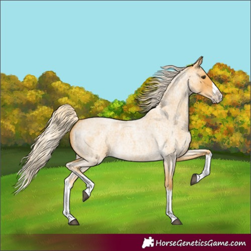 Horse Color:Palomino Roan Splash 