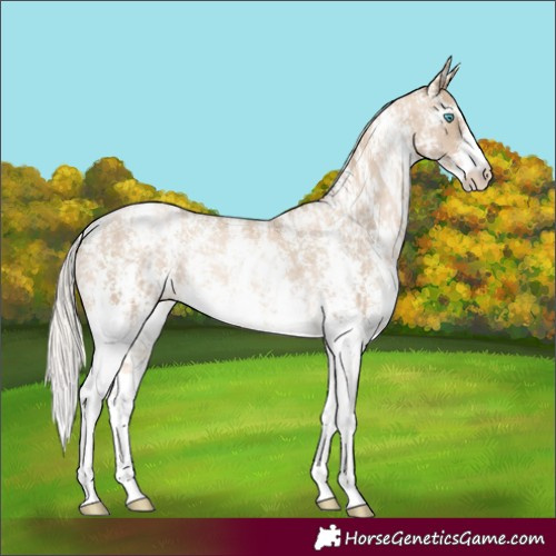 Horse Color:Chocolate Palomino Pearl Sabino Varnish Rabicano and Chocolate Palomino Pearl Sabino Varnish Rabicano