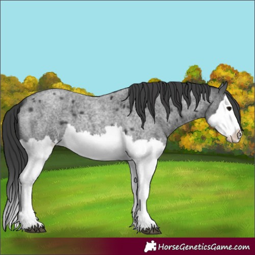 Horse Color:Blue Roan Splash