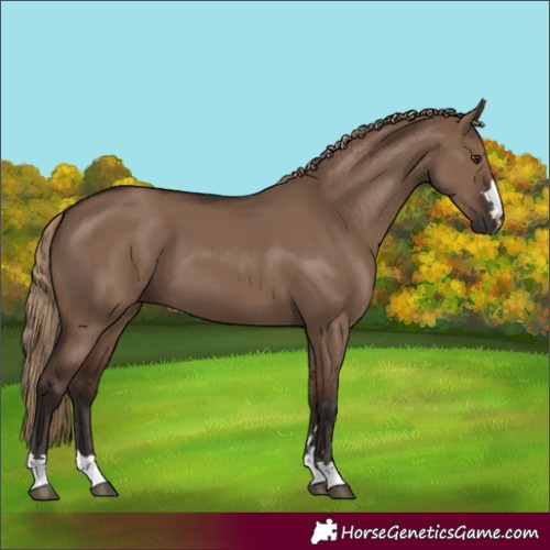 Horse Color:Liver Red Dun