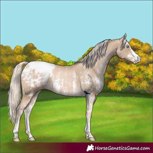 Horse Color:Chocolate Palomino Pearl Appaloosa Rabicano and Chocolate Palomino Pearl Sabino Appaloosa Rabicano