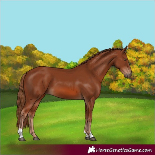 Horse Color:Chestnut 