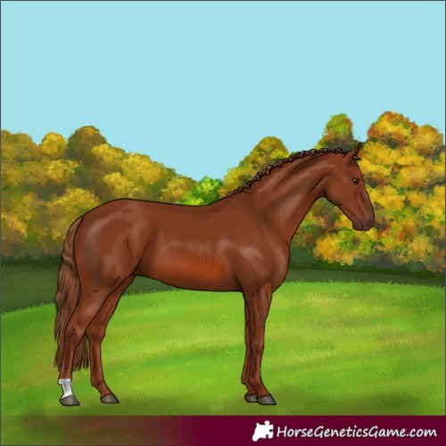 Horse Color:Chestnut 