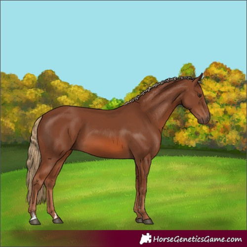 Horse Color:Chestnut 