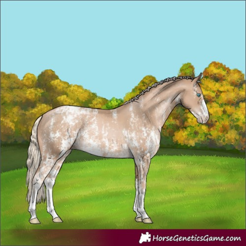 Horse Color:Chocolate Palomino Pearl Sabino Appaloosa Rabicano and Chocolate Palomino Pearl Sabino Appaloosa Rabicano