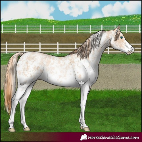 Horse Color:Chocolate Palomino Pearl Sabino Varnish Rabicano  and Buckskin Pearl Sabino Varnish Rabicano 