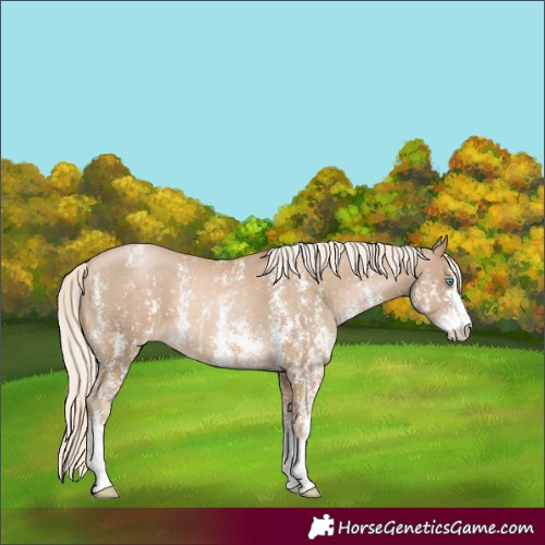Horse Color:Chocolate Palomino Pearl Sabino Appaloosa Rabicano and Chocolate Palomino Pearl Sabino Appaloosa Rabicano