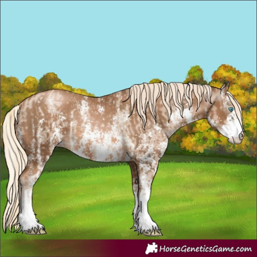Horse Color:Chocolate Palomino Pearl Sabino Varnish Rabicano and Gray Chocolate Palomino Pearl Sabino Varnish Rabicano