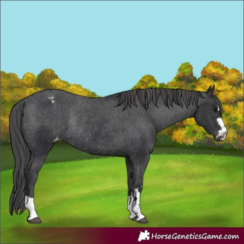 Horse Color:Black Varnish Rabicano 