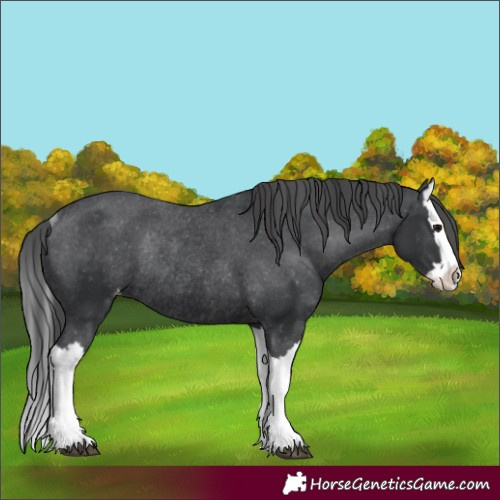 Horse Color:Black Splash Varnish Rabicano 