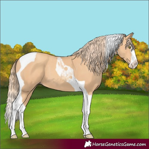 Horse Color:Gold Champagne Splash Tobiano 